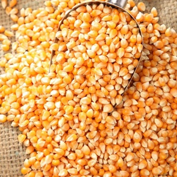 Yellow & White Corn