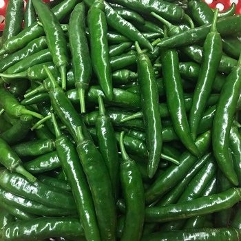 Fresh Chilli